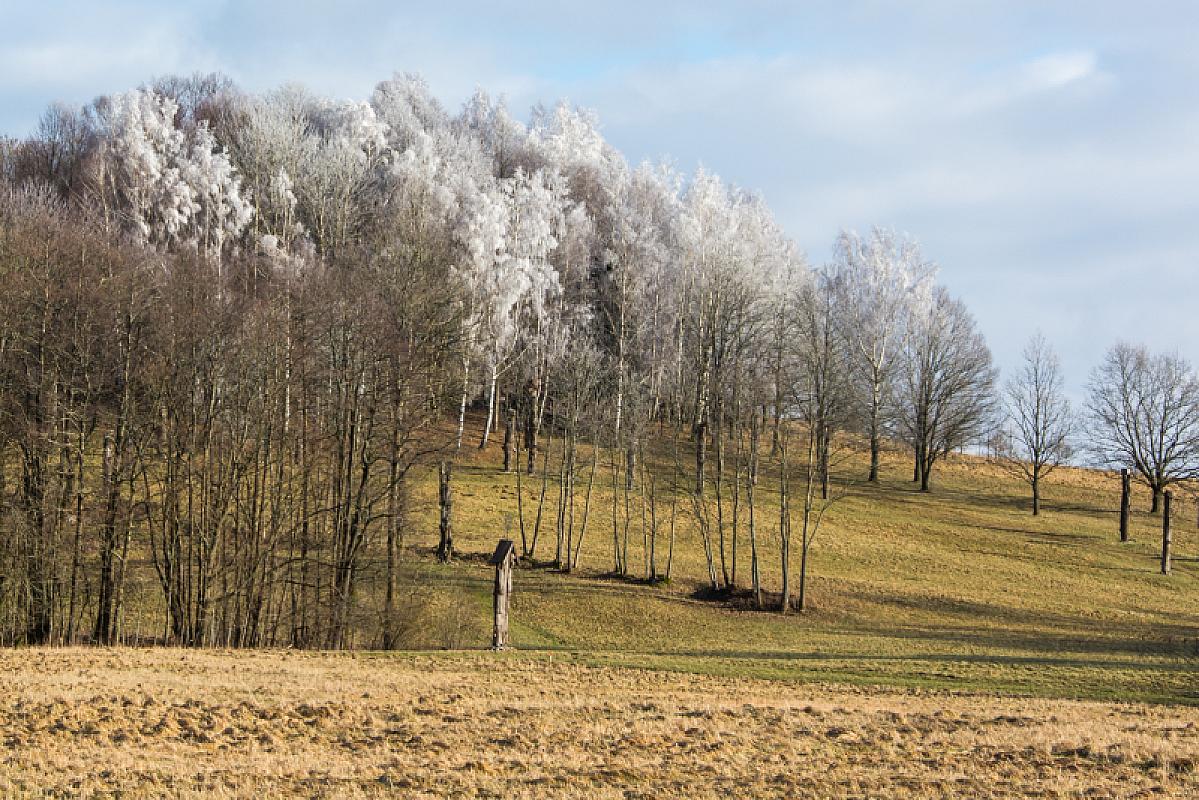 Ablinga, 2018, Der Wald bei Ablinga, Dalia Račkauskaitė