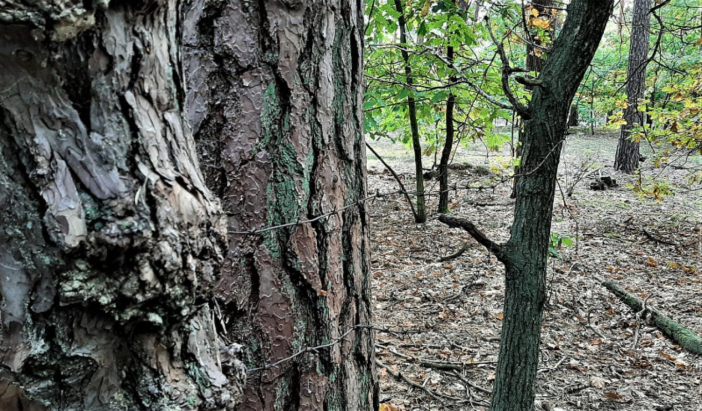 Sobibor, 2021, Reste vom Stacheldraht des ehemaligen Vernichtungslagers, Stiftung Denkmal